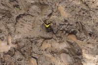 Schmetterling &ndash; &copy; Andreas Böcker (Eberhardt TRAVEL)