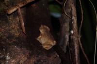 Hornfrosch &ndash; &copy; Andreas Böcker (Eberhardt TRAVEL)