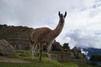 getüdertes Lama &ndash; &copy; Andreas Böcker (Eberhardt TRAVEL)