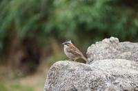 „Spatz“ &ndash; &copy; Andreas Böcker (Eberhardt TRAVEL)