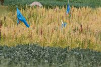 „Blonder“ Quinoa &ndash; &copy; Andreas Böcker (Eberhardt TRAVEL)