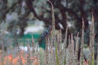 Colibri &ndash; &copy; Andreas Böcker (Eberhardt TRAVEL)