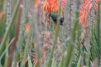 Colibri &ndash; &copy; Andreas Böcker (Eberhardt TRAVEL)