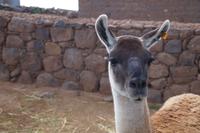 Guanaco &ndash; &copy; Andreas Böcker (Eberhardt TRAVEL)