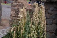 Quinoa &ndash; &copy; Andreas Böcker (Eberhardt TRAVEL)