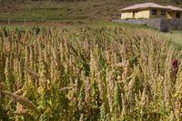 Quinoa &ndash; &copy; Andreas Böcker (Eberhardt TRAVEL)