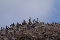 Islas Ballestas &ndash; &copy; Juliane Schwarze (Eberhardt TRAVEL)