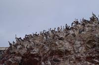 Islas Ballestas