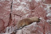Islas Ballestas