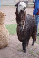 Cusco &ndash; &copy; Juliane Schwarze (Eberhardt TRAVEL)