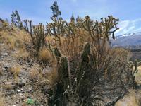 Colca Tal &ndash; &copy; Philip Seidel (Eberhardt TRAVEL)