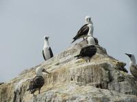 Guano-Tölpel &ndash; &copy; Julia Grunwald (Eberhardt TRAVEL)