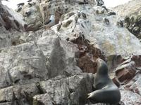 Seelöwe und Möwe &ndash; &copy; Julia Grunwald (Eberhardt TRAVEL)