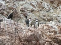 Flugfähige und flugunfähige Vögel &ndash; &copy; Julia Grunwald (Eberhardt TRAVEL)