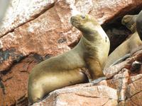 Seelöwe &ndash; &copy; Julia Grunwald (Eberhardt TRAVEL)