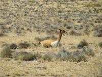 Vicuna &ndash; &copy; Julia Grunwald (Eberhardt TRAVEL)