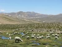 Alpakaherde &ndash; &copy; Julia Grunwald (Eberhardt TRAVEL)