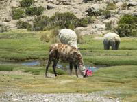 Giraffen-Alpaka  &ndash; &copy; Julia Grunwald (Eberhardt TRAVEL)