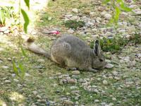 Viscacha - Andenhase &ndash; &copy; Julia Grunwald (Eberhardt TRAVEL)