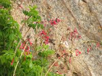 Kolibri &ndash; &copy; Julia Grunwald (Eberhardt TRAVEL)