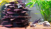 Aquarium im Arka