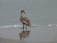 Polnische Ostsee &ndash; &copy; Steffi Zimmermann (Eberhardt TRAVEL)