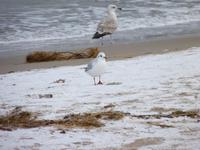 Polnische Ostsee &ndash; &copy; Steffi Zimmermann (Eberhardt TRAVEL)