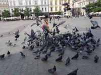 am Rynek &ndash; &copy; Horst Hallfarth (Eberhardt TRAVEL)