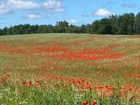 Masuren-Natur pur