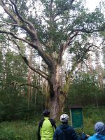 600 Jahre alte Buche &ndash; &copy; Ulrike Blenke (Eberhardt TRAVEL)