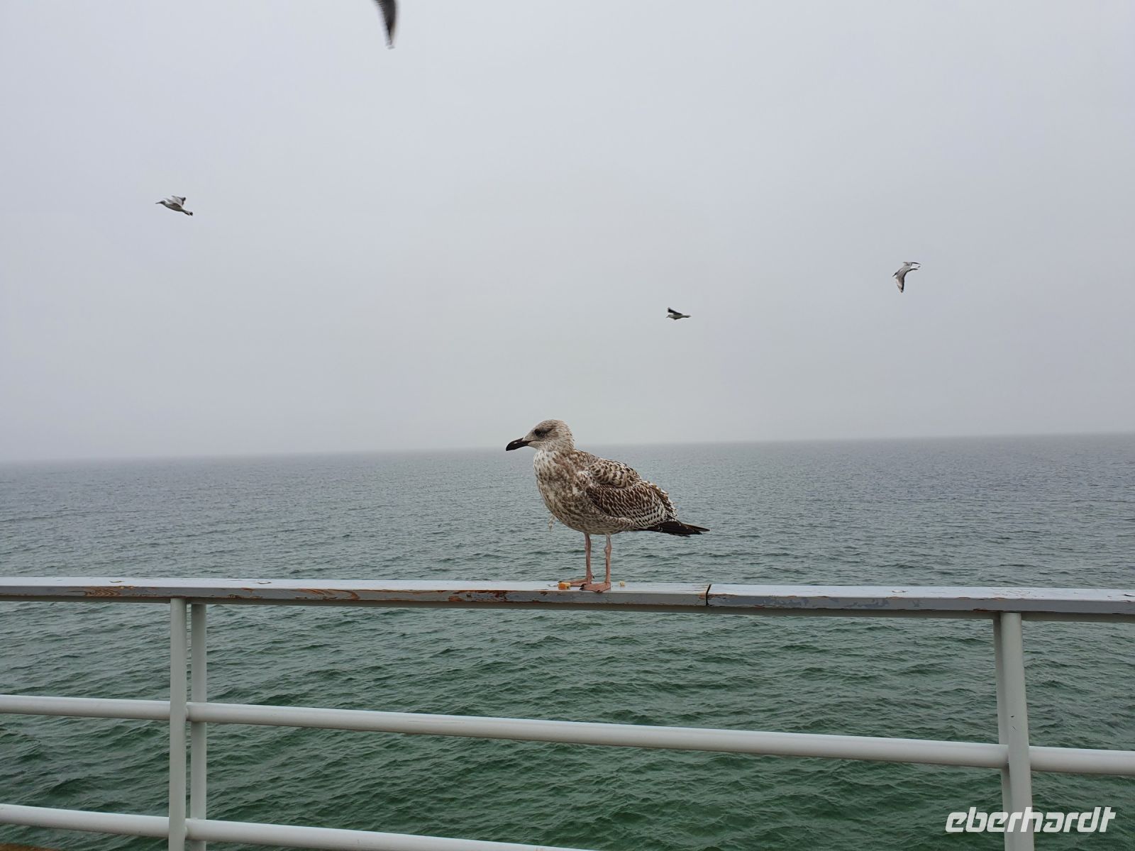 Möwe auf Mole &ndash; &copy; Anna Jeske (Eberhardt TRAVEL)