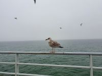 Möwe auf Mole &ndash; &copy; Anna Jeske (Eberhardt TRAVEL)