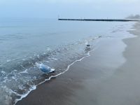 Strandspaziergang &ndash; &copy; Vicky Kern (Eberhardt TRAVEL)