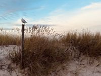 Möwe &ndash; &copy; Vicky Kern (Eberhardt TRAVEL)