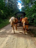 Planwagenfahrt zum Hof von Eulalia (4) &ndash; &copy; Marcus Hasselhorst (Eberhardt TRAVEL)