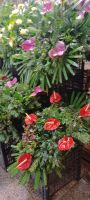 Blumenstand &ndash; &copy; Barbara Pflicke (Eberhardt TRAVEL)