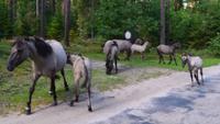 093 Tarpan, ein europäisches Wildpferd &ndash; &copy; Konrad Füssel (Eberhardt TRAVEL)