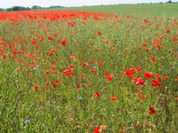 Mohnblumenfeld &ndash; &copy; Maria Hoyer (Eberhardt TRAVEL)