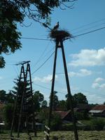 Storch &ndash; &copy; Maria Hoyer (Eberhardt TRAVEL)