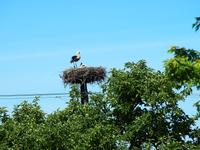Storch &ndash; &copy; Maria Hoyer (Eberhardt TRAVEL)