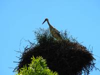 Storch &ndash; &copy; Maria Hoyer (Eberhardt TRAVEL)