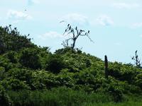 Kormoraninsel &ndash; &copy; Maria Hoyer (Eberhardt TRAVEL)
