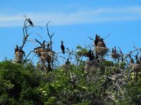 Kormoraninsel &ndash; &copy; Maria Hoyer (Eberhardt TRAVEL)