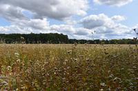 Buchweizen &ndash; &copy; Eric Richter (Eberhardt TRAVEL)