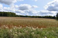 Buchweizen &ndash; &copy; Eric Richter (Eberhardt TRAVEL)