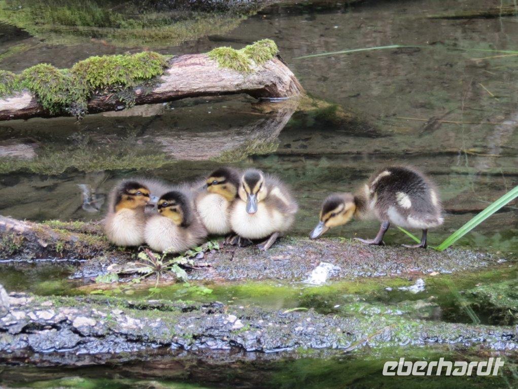 Natur11 &ndash; &copy; Birgit Hornung (Eberhardt TRAVEL)