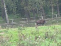 Ein Wisent! &ndash; &copy; Anne Sturm (Eberhardt TRAVEL)