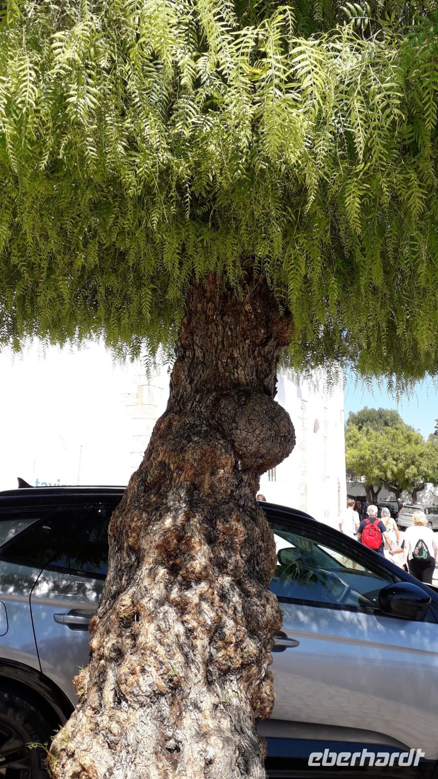 Der Pfefferbaum &ndash; &copy; Julia Kies (Eberhardt TRAVEL)