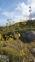 wilder Fenchel am Foia Gipfel &ndash; &copy; Ria Heilmann (Eberhardt TRAVEL)