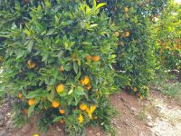 Besuch einer Orangenplantage (7).jpg &ndash; &copy; Steffi Lambrecht (Eberhardt TRAVEL)